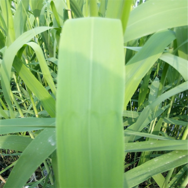 苇子叶芦苇叶粽子叶送绳子农家新鲜粽叶包粽子叶北方苇子叶1000g