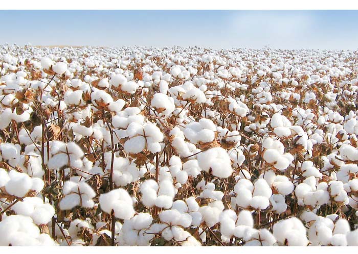 新疆长绒棉纯色方巾日式全棉毛巾素色婴儿面巾纯棉擦脸小方巾