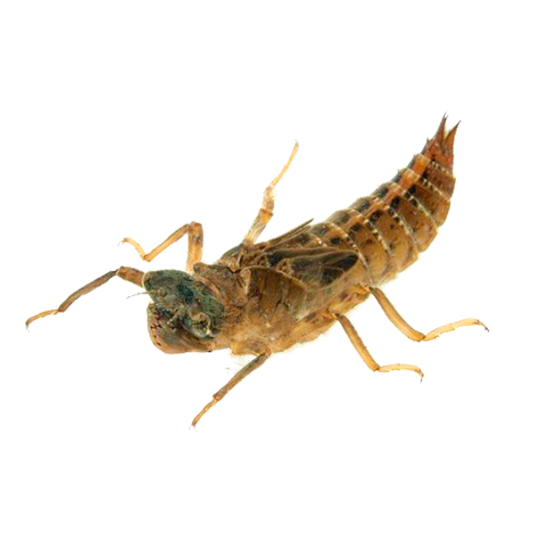 七果果 生水蝎子 水蜻蜓 500g 新鲜昆虫 产发qq