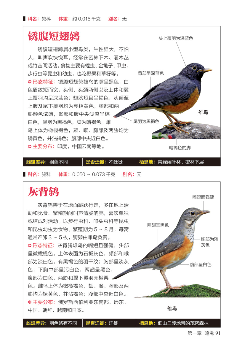 鸟图鉴410种的特征与习性爱好者收藏实用科学图鉴鸟百科鉴赏大全儿童