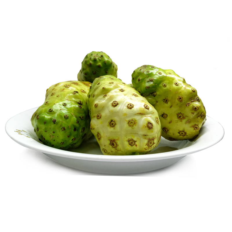 博多客诺丽果5斤新鲜海南诺丽果鲜果酵素原料桶装现摘