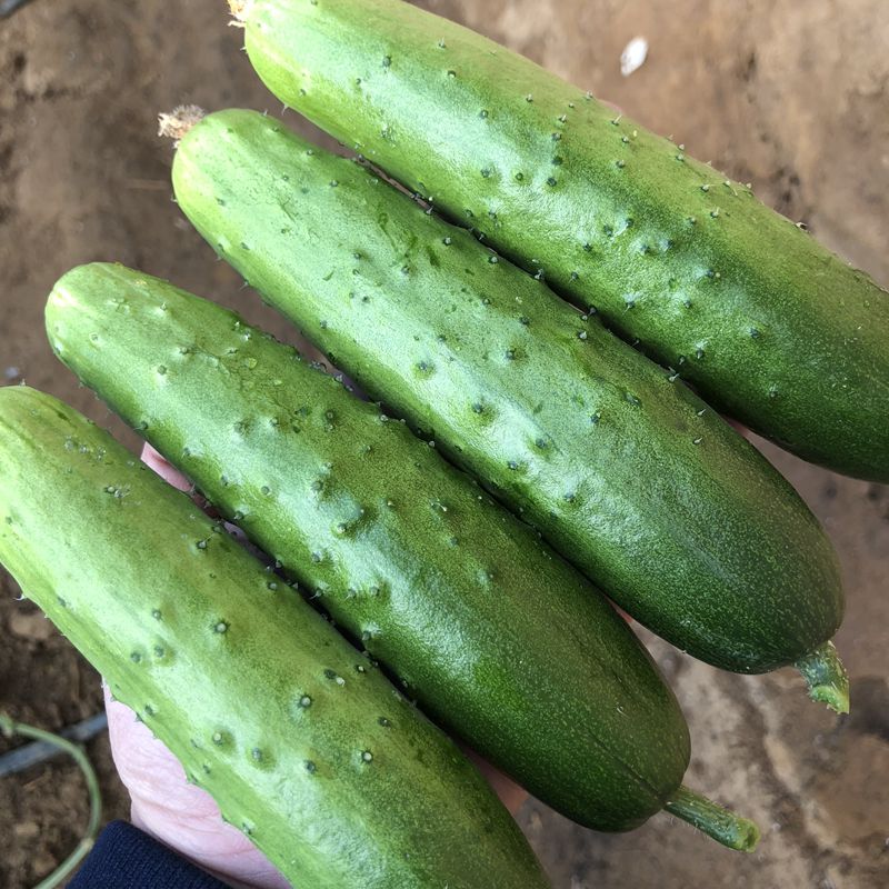 促销东北旱瓜新鲜水果小瓜5斤脆嫩带刺绿皮瓜沙拉蔬菜水果瓜