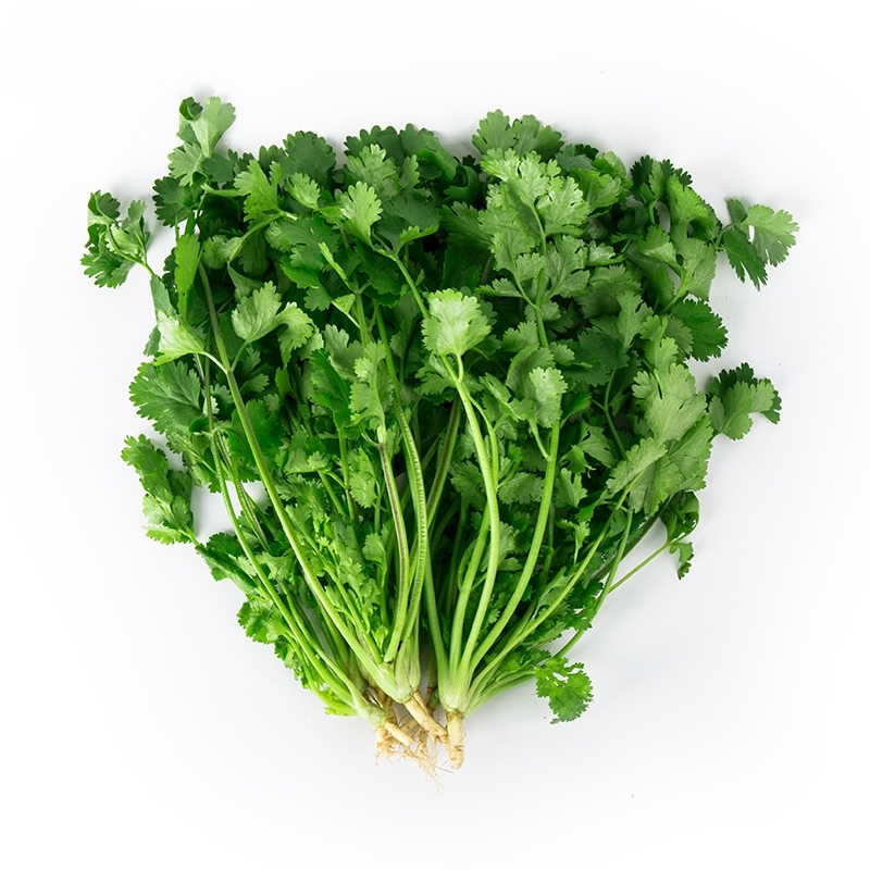 促销意大利安瑟米四季香菜种子四季播耐热耐寒盆栽蔬菜种子韭菜菜籽