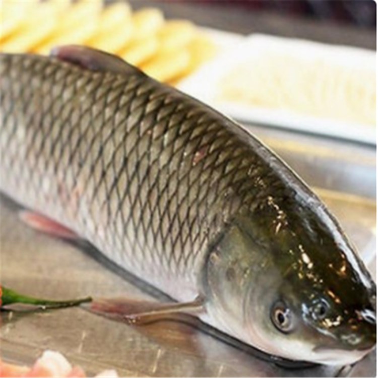 苏众suzhong鱼类草鱼