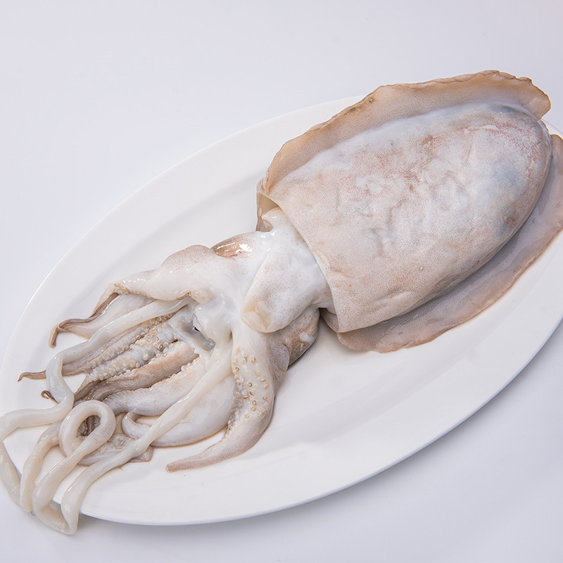 博多客软足类 新鲜大墨鱼 鲜活目鱼 新鲜墨斗鱼 海鲜水产深海乌贼大