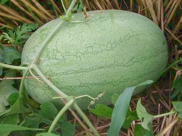 我要发芽水果种子浅花纹长西瓜种子绿皮西瓜红瓤西瓜种子超甜6粒包