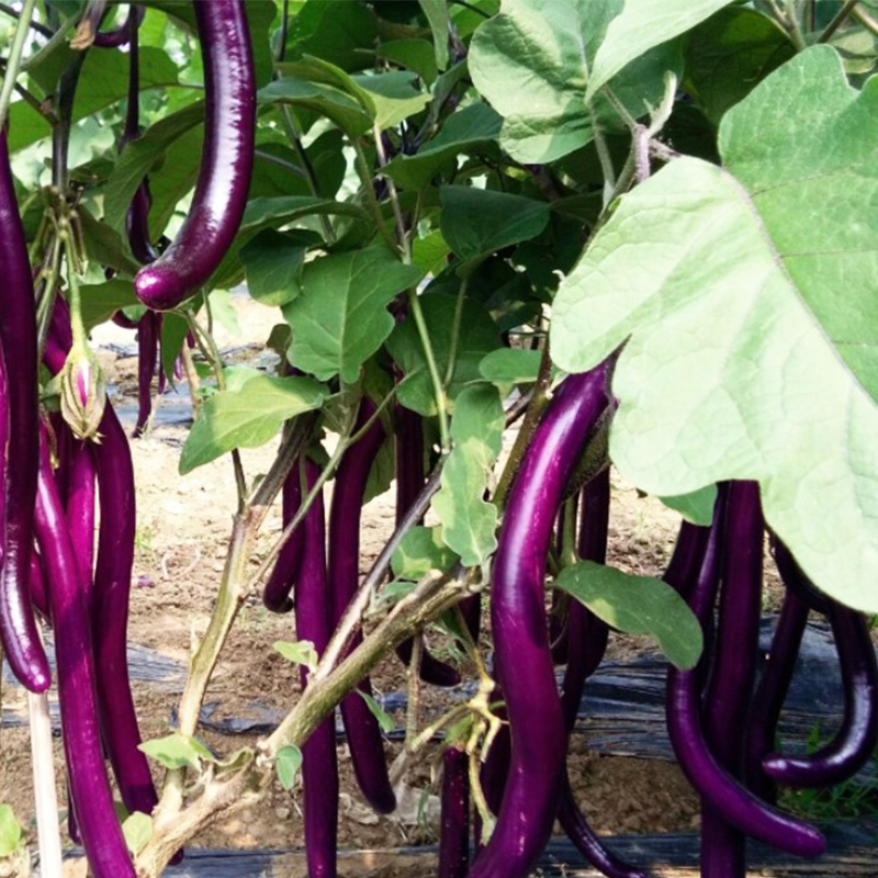 促销杭茄一六号长茄子种子籽黑紫色线茄春秋季四季盆栽蔬菜种苗孑