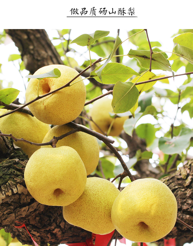 博多客安徽砀山梨5kg礼盒装新鲜砀山酥梨青梨子水果中秋送礼