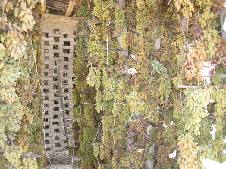 2018年新货自家种植新疆特产无核白葡萄干树上黄孕妇儿童吃500g0043