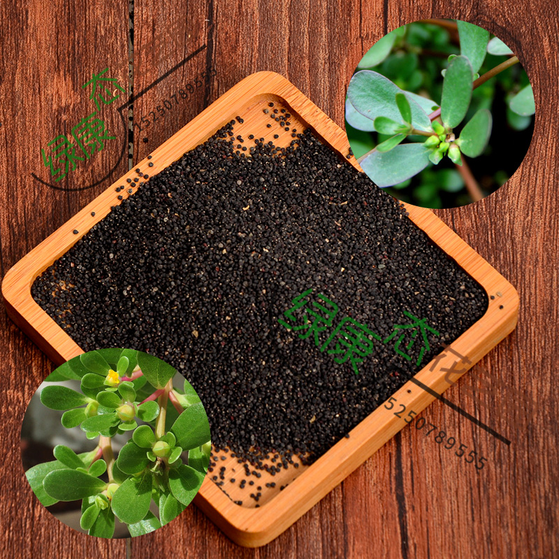 促销出售蔬菜种子野菜种子马齿苋种子马齿菜种子荠菜种子出芽率高