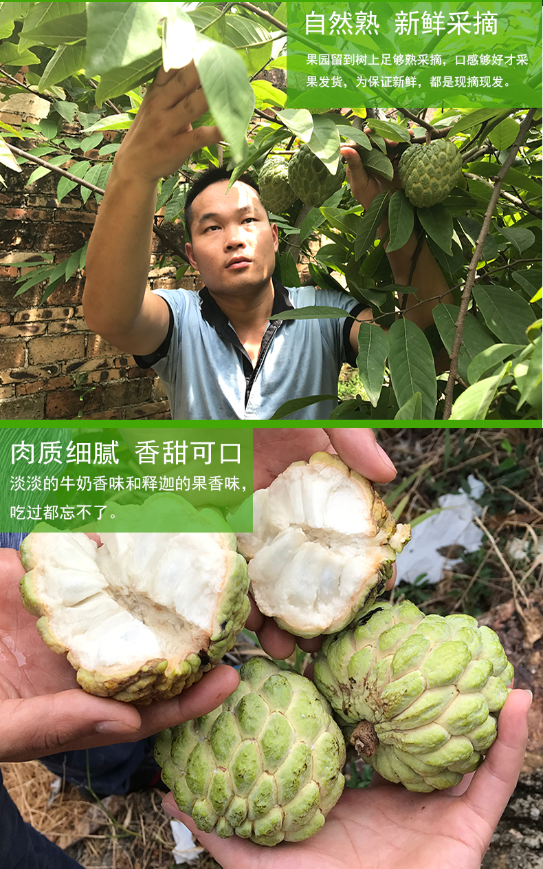 海南三亚牛奶释迦果新鲜非泰国进口水果番荔枝释迦牟尼佛头果5斤促销