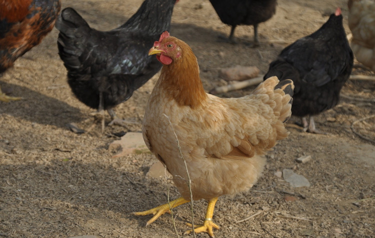 草母鸡1只整鸡约25斤退毛留内脏新鲜鸡肉ci