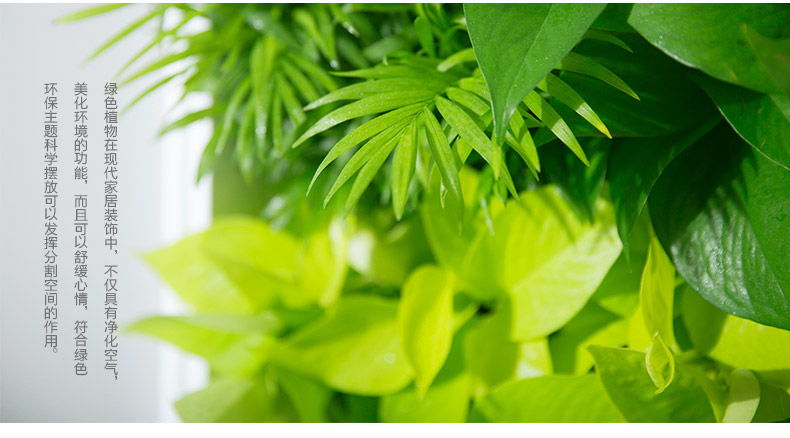 am10微森林配套植物吉祥粗肋草吉祥如意吸甲醛净化空气