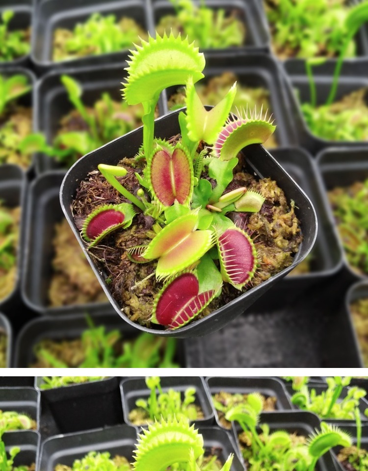 捕蝇食虫花卉绿植盆栽奇趣室内驱蚊植物茅膏菜瓶子食人花