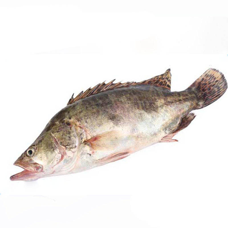 桂鱼500g 1条 新鲜 鳜鱼贵鱼海鲜水产 桂花鱼 生鲜
