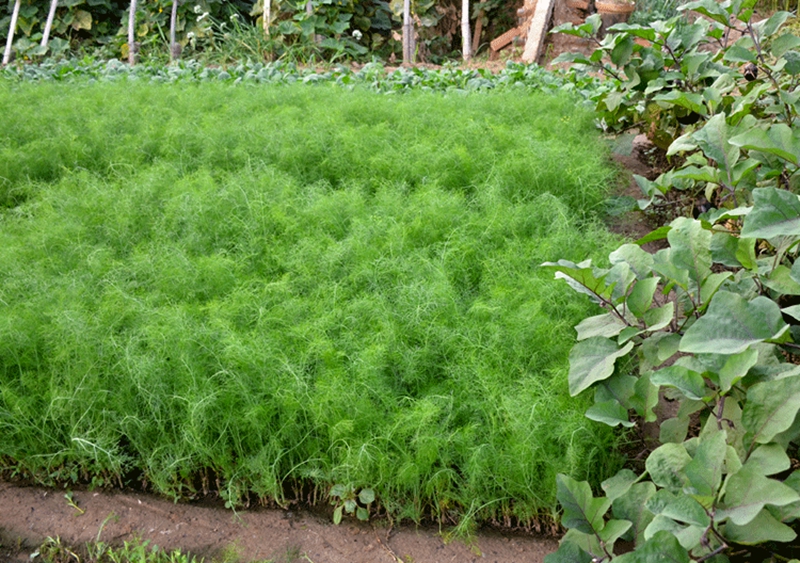 博多客茴香菜2000g新鲜蔬菜小茴香苗茴香丸子茴香苗山东潍坊农家菜