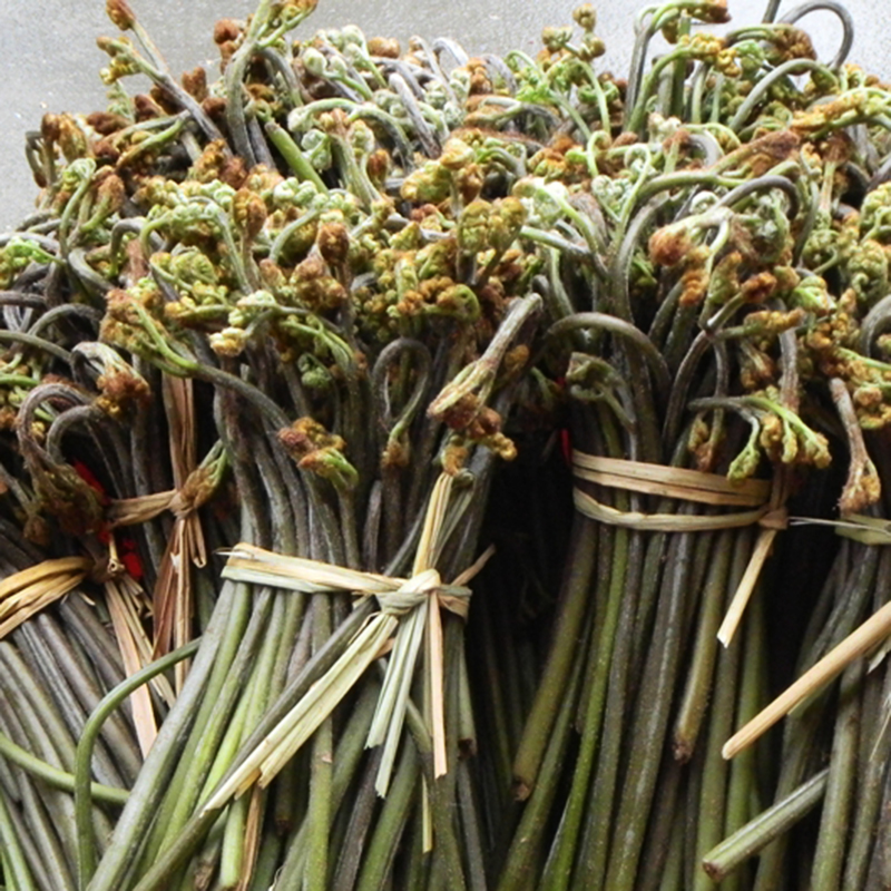 促销新鲜蕨菜 撅菜阙菜现摘现湖南农家蔬菜野菜野生厥菜5斤