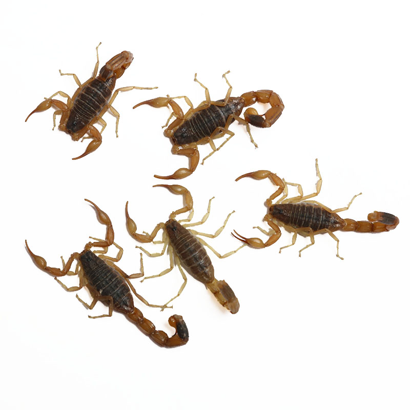 生蝎子十足全蝎50g新鲜昆虫