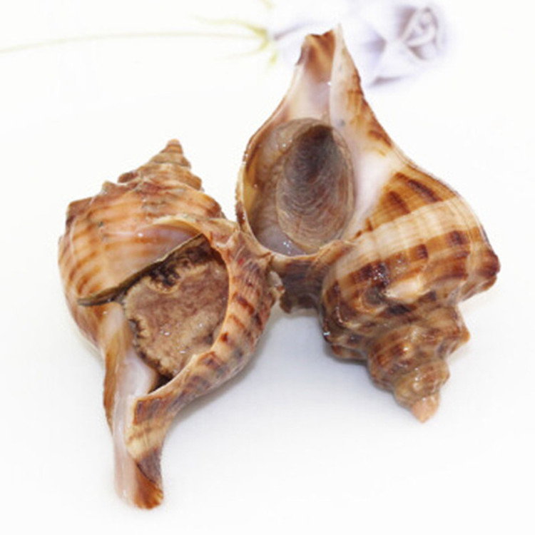 超级新品 角螺500g 约6个左右 小海螺 cf