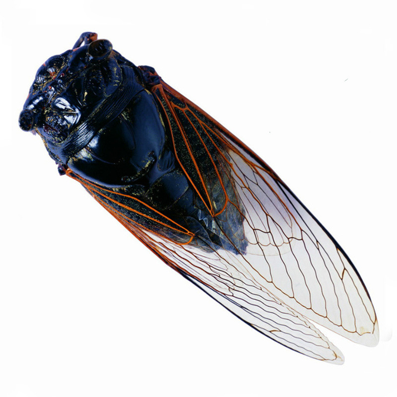 生黑蝉知了猴黑知了500g蜕皮黑蝉金蝉新鲜昆虫产发qq