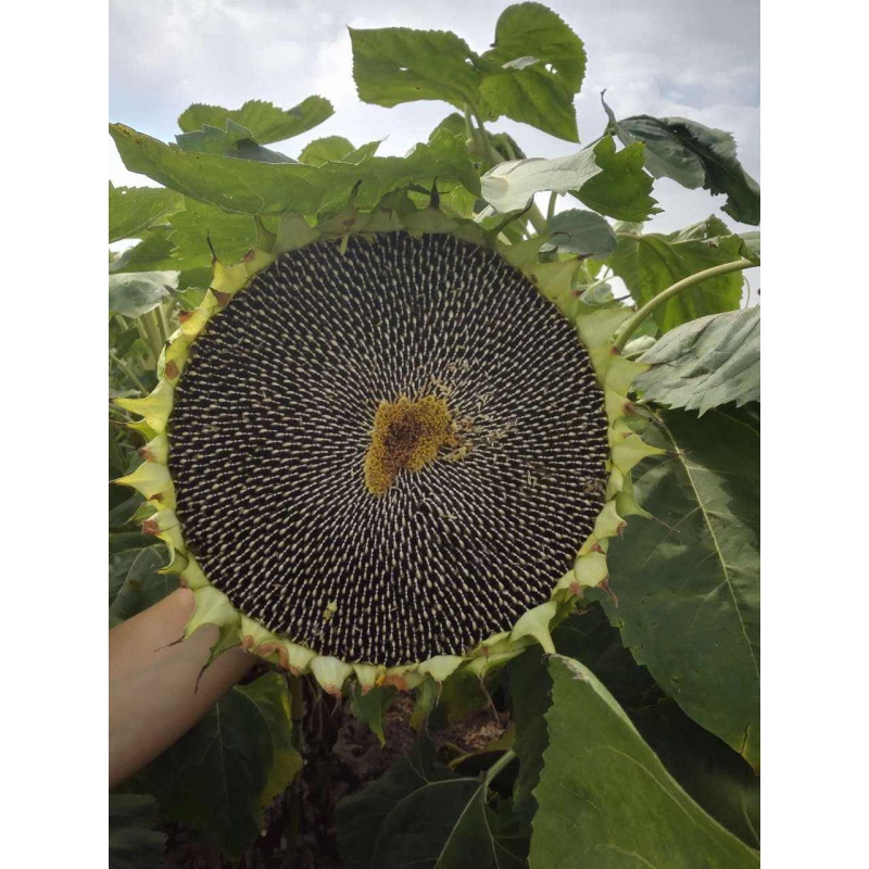 促销大型食用向日葵种子高产瓜子大粒饱满葵花原种美国矮大头油葵种籽
