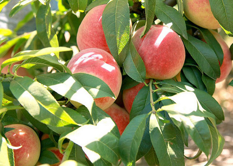 超级新品 蒙阴 水蜜桃5斤 桃子 水果 产发qq