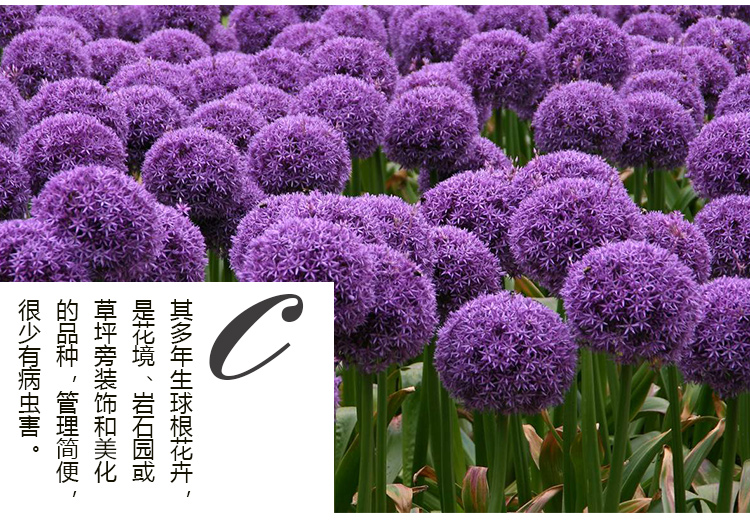 荷兰进口 大花葱种球 庭院阳台盆栽多年生 球根花卉植物现货 【球王】