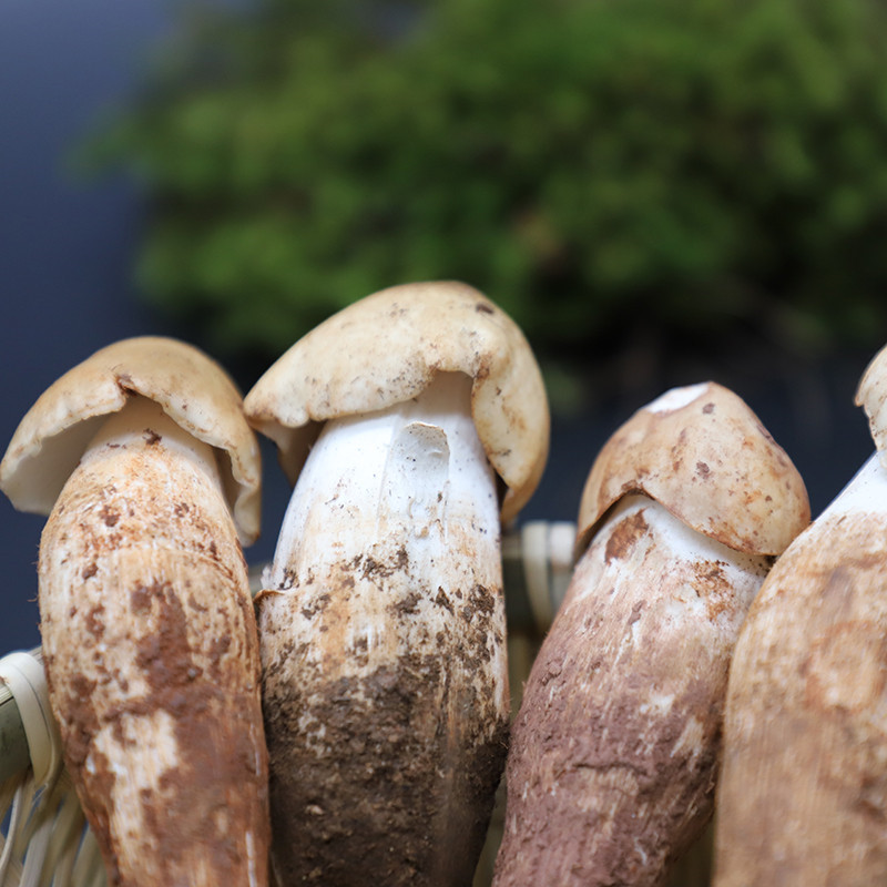 博多客菌菇类 新鲜鸡枞菌500g【价格 图片 品牌 报价】-苏宁易购鲜