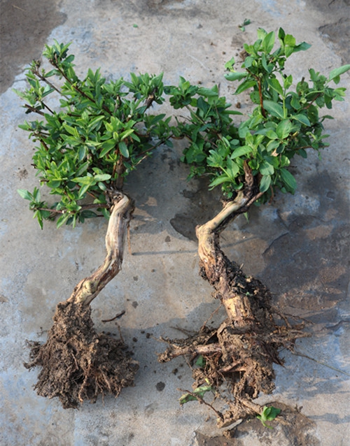 金银花盆栽树桩老桩盆景室内四季绿植野生树桩花卉种植苗红色