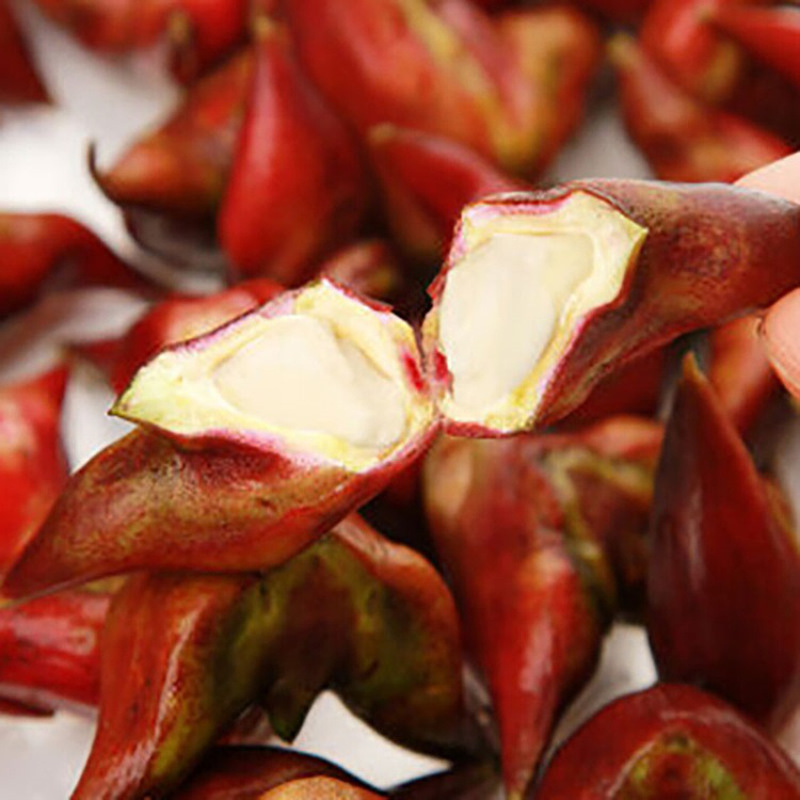 七果果根茎类 红菱角2.