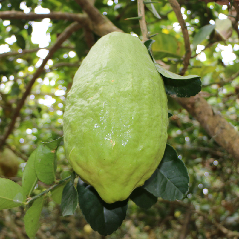 博多客香橼果1500g云南保