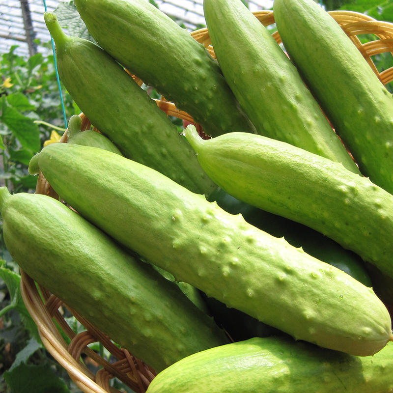 都趣排球服tb#577359668491 促销农家特产山东海阳白玉白皮瓜小瓜旱瓜