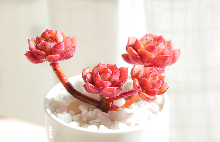 迷你多肉绿植盆栽阳台红化妆多肉植物-红化妆4头群(冠幅4-6cm)