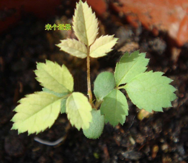 我要發芽花卉種子新和平玫瑰種子花色絢麗芳香四季播種供應多種顏色