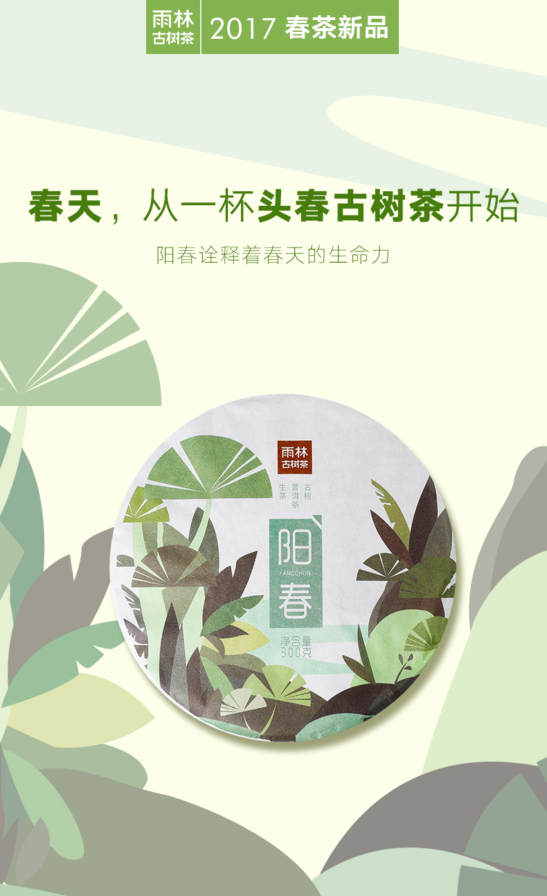 雨林古树茶品牌形象图片