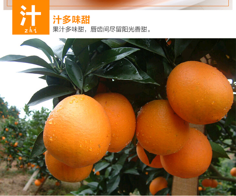 博多客 博多客 江西赣南脐橙橙子甜橙非永兴麻阳冰糖橙新鲜水果5kg约
