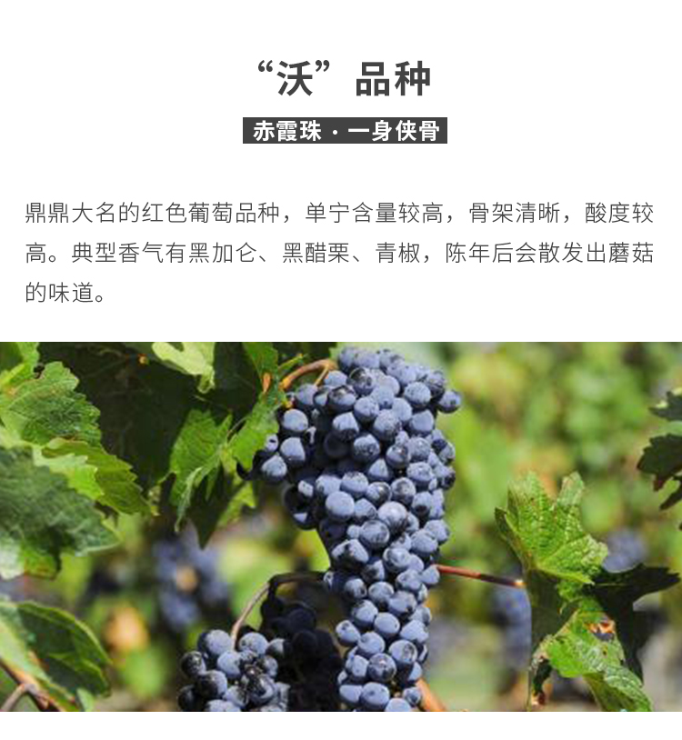 佳沃澳洲原瓶进口dreamfish梦鱼赤霞珠干红葡萄酒