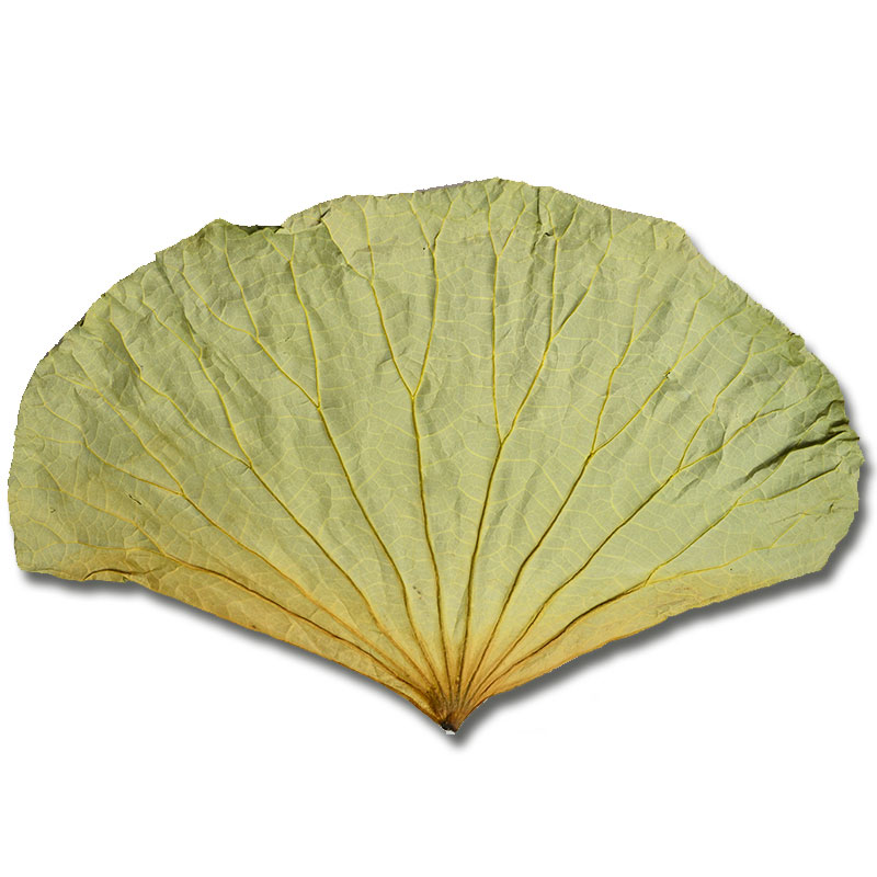 农聚源干荷叶片500g荷叶整张产发qq