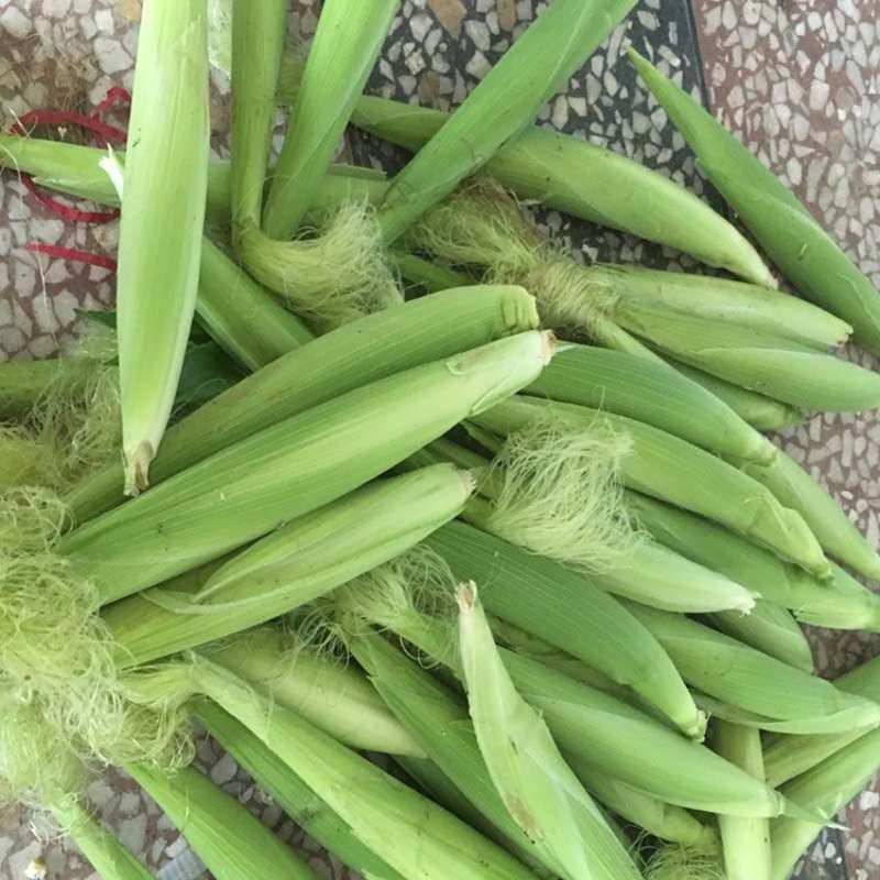 农聚源 玉米笋500g 迷你甜玉米 珍珠笋 番麦笋 新鲜蔬菜as