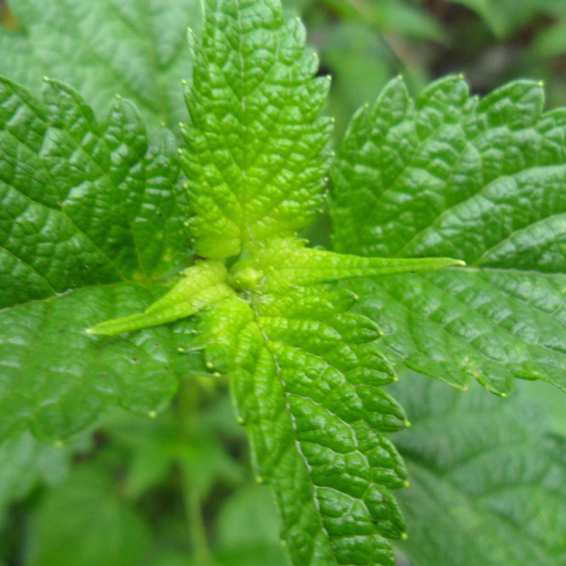 七果果 藿香叶250g 鱼香叶 佩兰叶 新鲜 产发qq