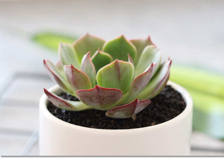 津沽园艺多肉植物景天科阿美星办公室桌面绿植品相好冠幅约57cm单株苗