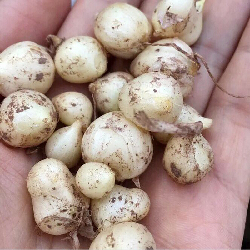 博多客新鲜苦藠藠头野小蒜小根蒜苦茭团葱薤白头15kg生鲜新鲜