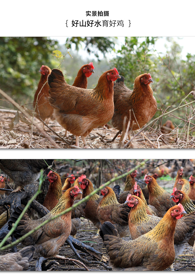 天农优品tinoosdelicious清远老母鸡900g只新鲜农家散养清远鸡老母鸡