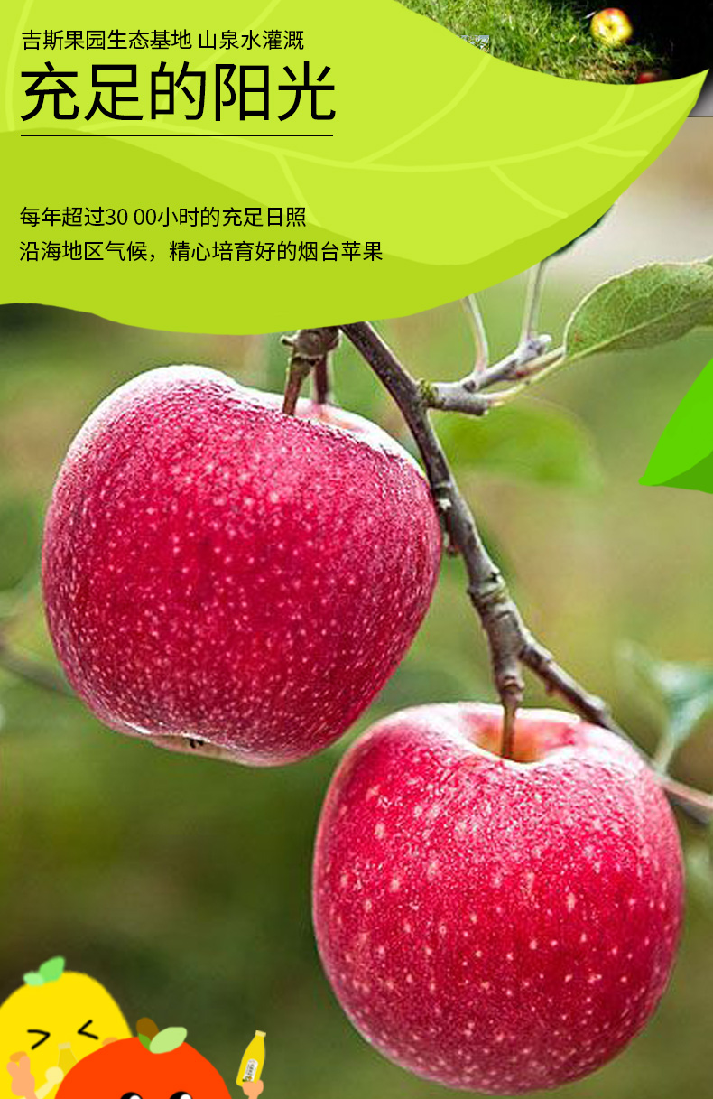 吉斯果园苹果醋饮料330ml*8瓶装 发酵果汁饮品 烟台苹果味果蔬汁 吉斯