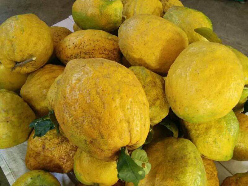 博多客香橼果1500g云南保