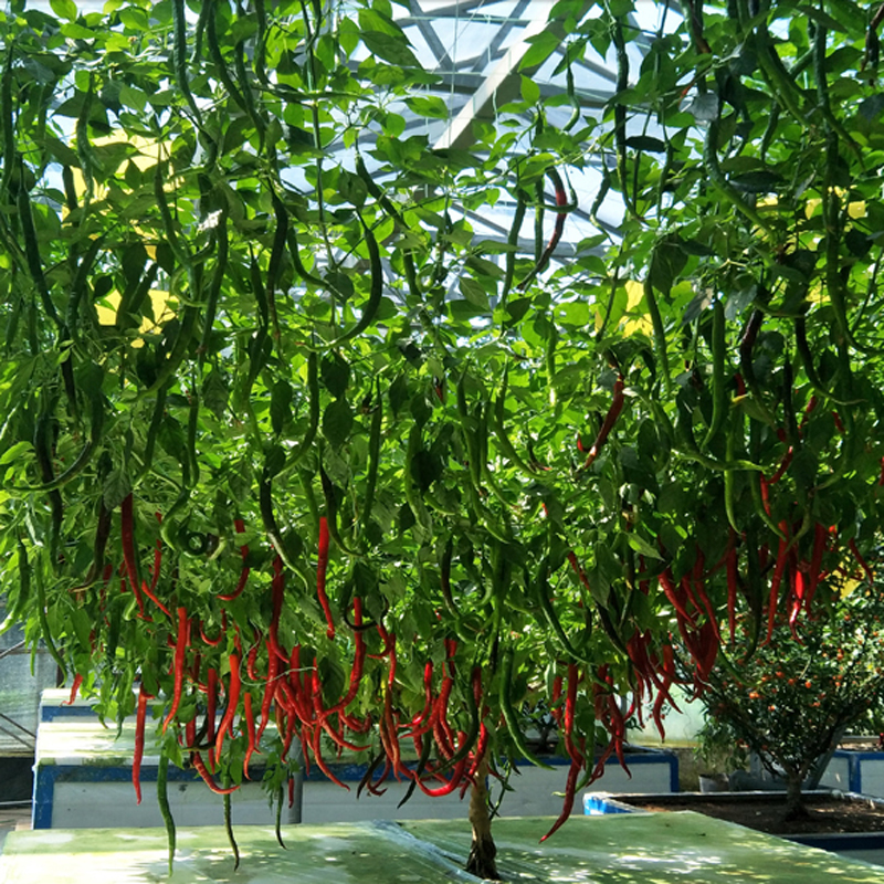 促销生鲜辣椒树种子春秋早熟抗阳台室内庭院盆栽四季观赏多年生菜籽