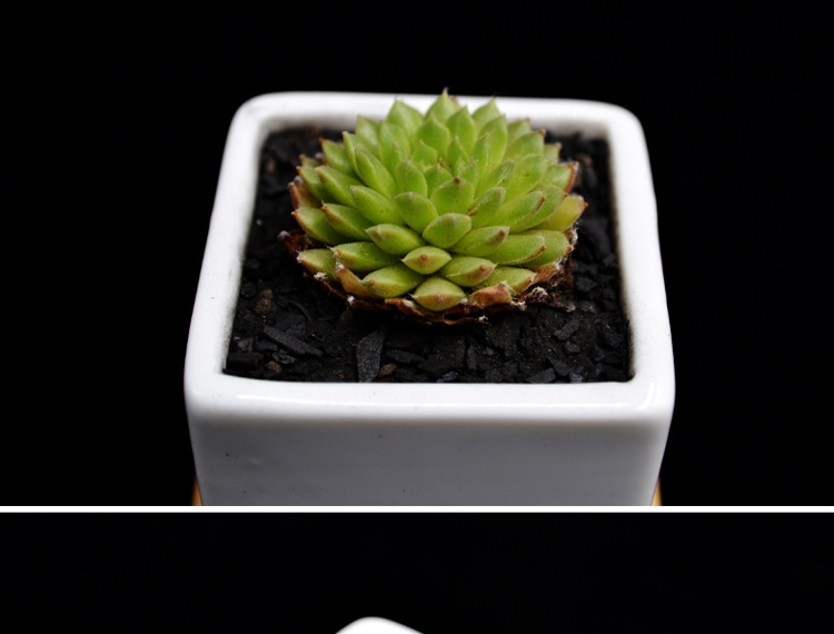 多肉植物火烈鸟奇趣植物办公室桌面绿植花卉盆栽约3cm