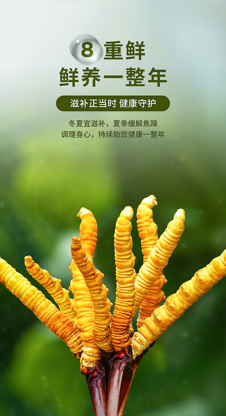 顺丰空运直达阿依舍西藏新鲜冬虫夏草正品鲜虫草05g根100根礼盒装鲜草