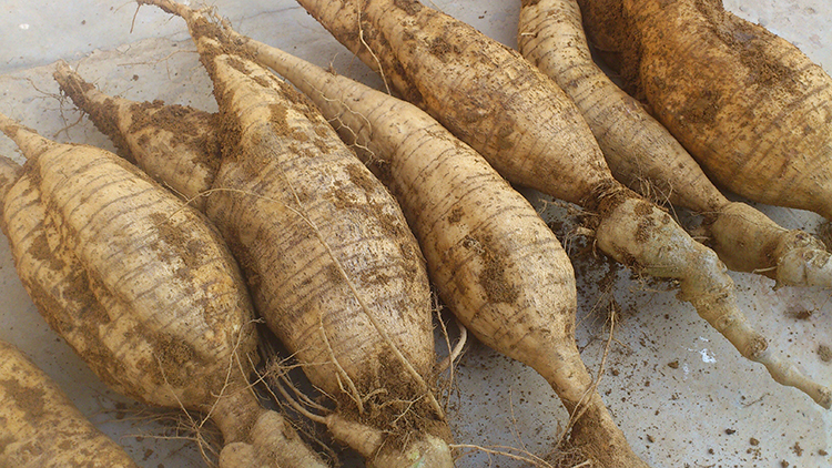 新鲜葛根5斤藤县和平粉葛无渣粉嫩农家新鲜生葛薯