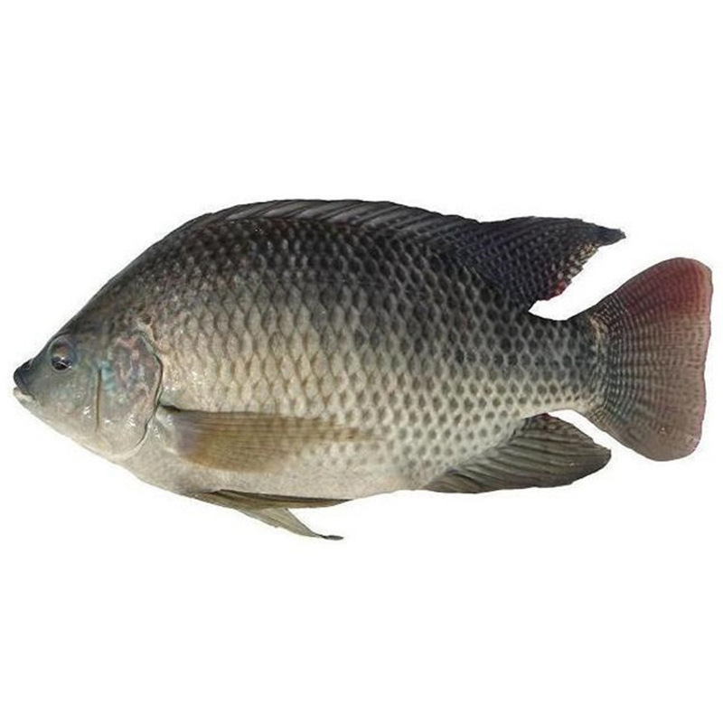 农聚源罗非鱼1条约7两非洲鱼青鲷鱼新鲜产发qq
